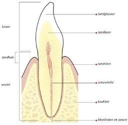 Doorsnede tand waarbij het tandvlees is teruggetrokken